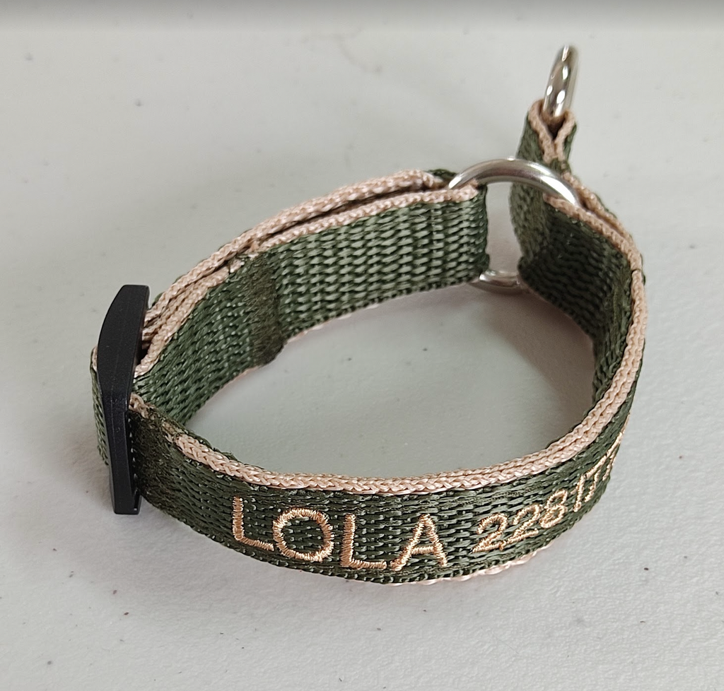 Collar Forzza Perro