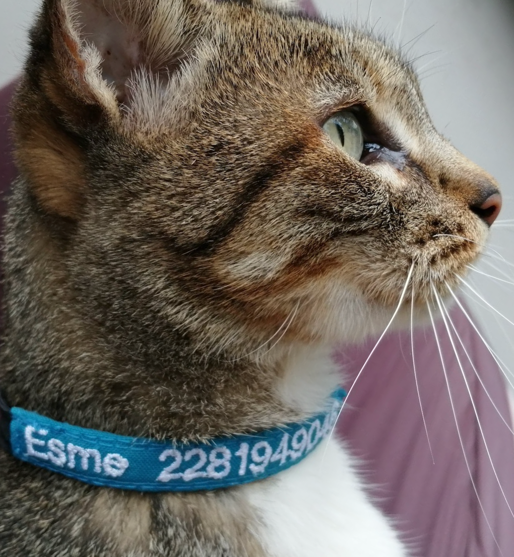 Collar Tela Gato