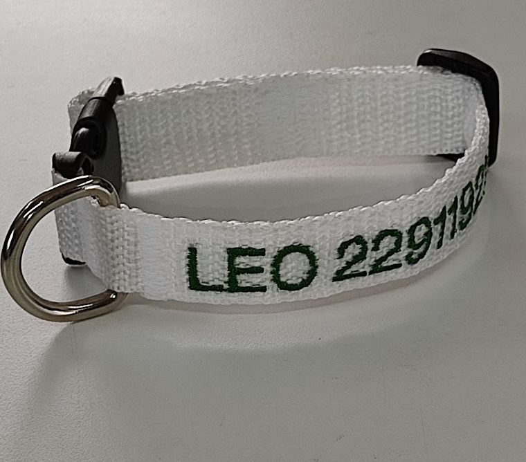 Collar Cinta Perro