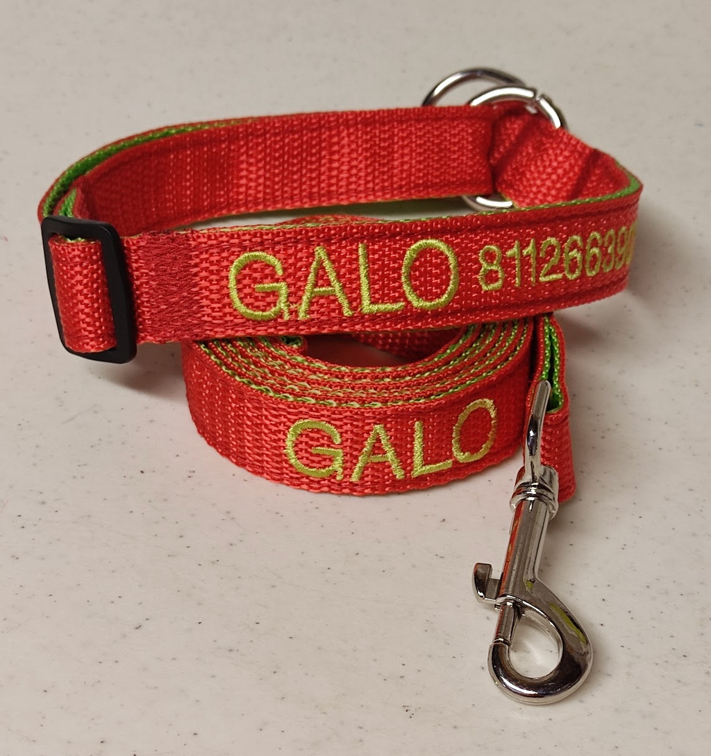 KIT Forzza Perro - Collar + Correa + Envío de Regalo