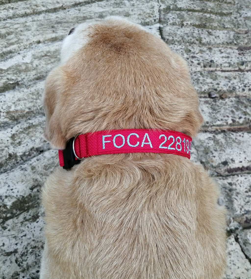 Collar Cinta Perro
