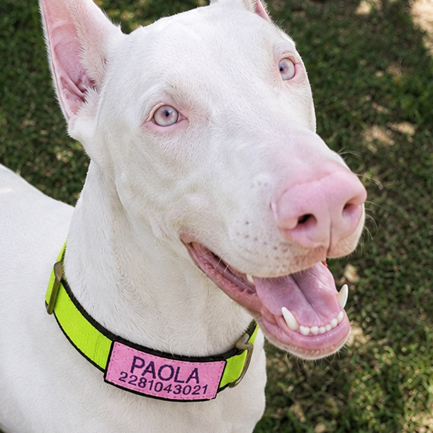 TacTag™ – Identificador Intercambiable para Perros